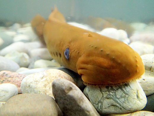 Close up of sea lamprey head on a rock.  Body fades into the background.
